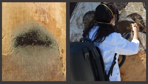Mold-paintings-art-conservation